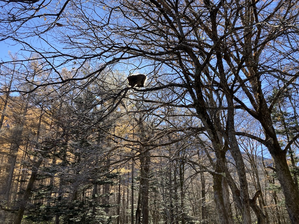 Kamikochi Trail